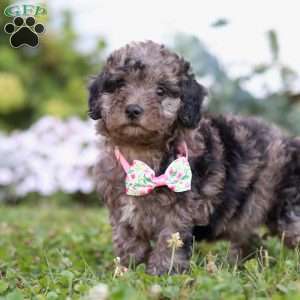 Bree, Miniature Poodle Puppy